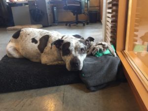 Fish Marketing: Portland's Dog Friendly Advertising Agency