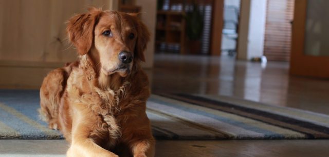 Ellie the Golden photo